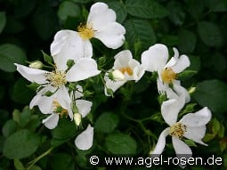 Rosa repens 'Alba' kaufen, click for more details Rosa repens 'Alba'