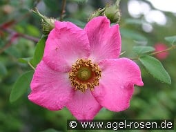 Rosa sweginzowii 'Macrocarpa' kaufen, click for more details Rosa sweginzowii 'Macrocarpa'