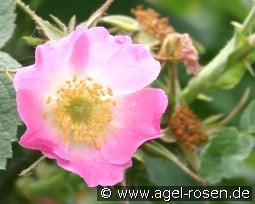 Rosa villosa kaufen, click for more details Rosa villosa