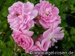 Rosa virginiana kaufen, click for more details Rosa virginiana