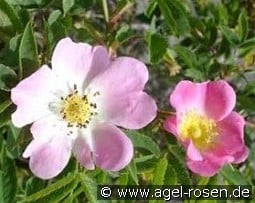 Rosa vosagiaca kaufen, click for more details Rosa vosagiaca