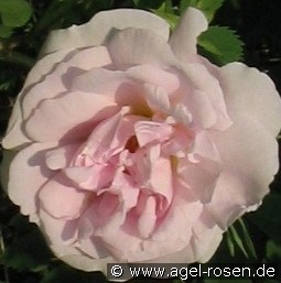 Haidée kaufen, clicken für mehr Details Haidée