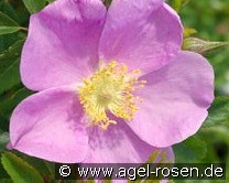 Mariae Graebnerae kaufen, clicken für mehr Details Mariae Graebnerae