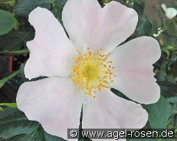 Rosa Mollis kaufen, clicken für mehr Details Rosa Mollis
