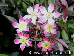 Rosa glauca kaufen, clicken für mehr Details Rosa glauca