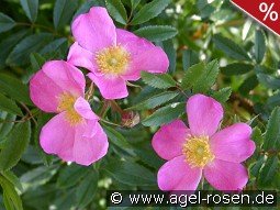 Rosa nitida