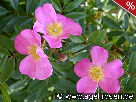 Rosa nitida