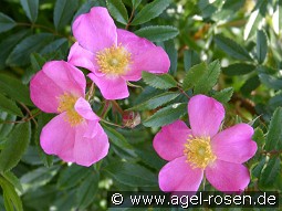Rosa nitida kaufen, clicken für mehr Details Rosa nitida