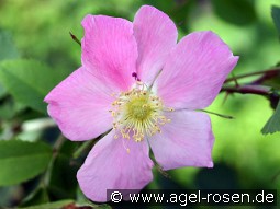 Rosa pendulina kaufen, clicken für mehr Details Rosa pendulina