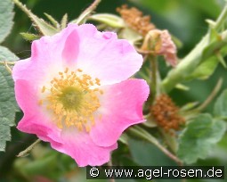 Rosa villosa kaufen, clicken für mehr Details Rosa villosa