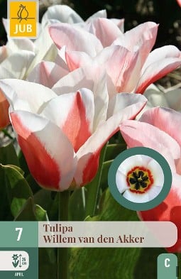 Willem van den Akker kaufen, clicken für mehr Details Willem van den Akker