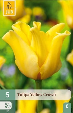 Yellow Crown kaufen, clicken für mehr Details Yellow Crown