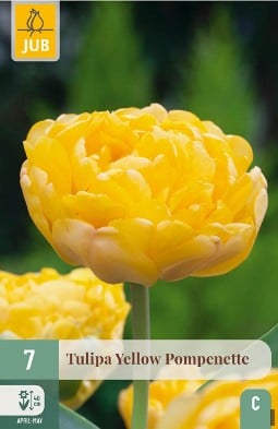 Yellow Pompenette kaufen, clicken für mehr Details Yellow Pompenette