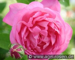 La Noblesse kaufen, clicken für mehr Details La Noblesse