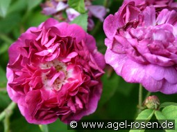 Ombrée Parfaite (La Nagress) kaufen, clicken für mehr Details Ombrée Parfaite (La Nagress)