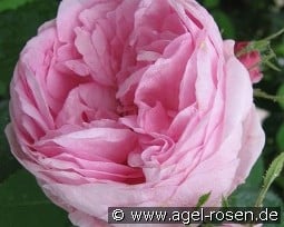 Rose des Peintres kaufen, clicken für mehr Details Rose des Peintres