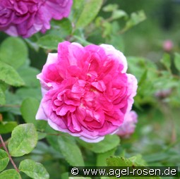 Tour de Malakoff kaufen, clicken für mehr Details Tour de Malakoff