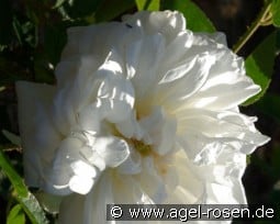 Vierge de Cléry kaufen, clicken für mehr Details Vierge de Cléry