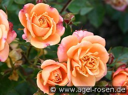 Apricot Clementine kaufen, clicken für mehr Details Apricot Clementine