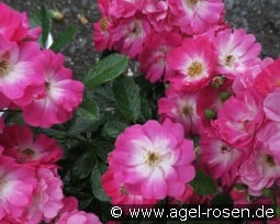 Bertram kaufen, clicken für mehr Details Bertram