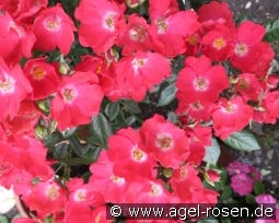 Burkhard kaufen, clicken für mehr Details Burkhard