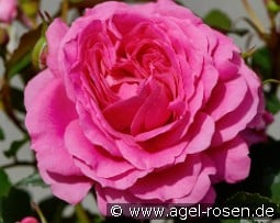 Carola Hit kaufen, clicken für mehr Details Carola Hit