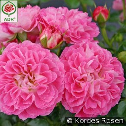 Charmant kaufen, clicken für mehr Details Charmant