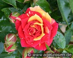 Chili Clementine kaufen, clicken für mehr Details Chili Clementine