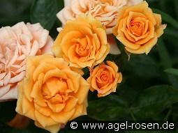 Clementine kaufen, clicken für mehr Details Clementine