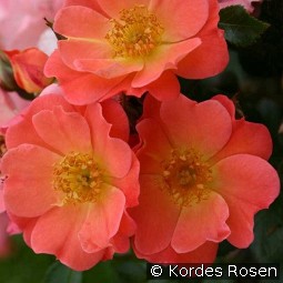 Coco kaufen, clicken für mehr Details Coco