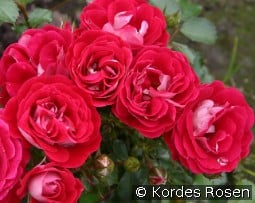 Corazon kaufen, clicken für mehr Details Corazon