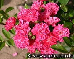 Degenhard kaufen, clicken für mehr Details Degenhard