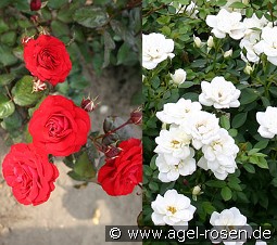 Fire & Ice kaufen, clicken für mehr Details Fire & Ice