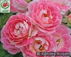 Flirt 2011 kaufen, clicken für mehr Details Flirt 2011