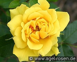 Gold Symphonie kaufen, clicken für mehr Details Gold Symphonie