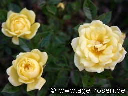 Guletta kaufen, clicken für mehr Details Guletta