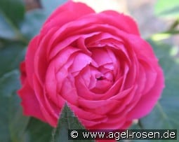 King George I. kaufen, clicken für mehr Details King George I.