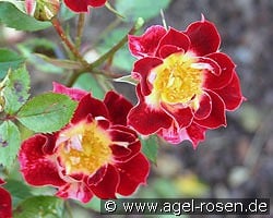 Little Artist kaufen, clicken für mehr Details Little Artist