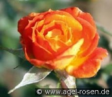 Little Miss Sunshine kaufen, clicken für mehr Details Little Miss Sunshine