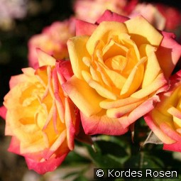 Little Sunset kaufen, clicken für mehr Details Little Sunset