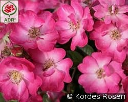 Lupo kaufen, clicken für mehr Details Lupo