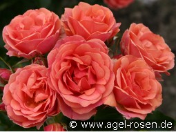 Mandarin 2016 kaufen, clicken für mehr Details Mandarin 2016