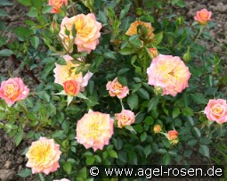 Mandarin kaufen, clicken für mehr Details Mandarin