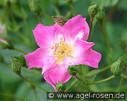 Minirosa kaufen, clicken für mehr Details Minirosa