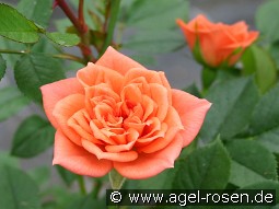 Ninetta kaufen, clicken für mehr Details Ninetta