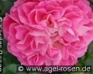 Norwegian Girl kaufen, clicken für mehr Details Norwegian Girl