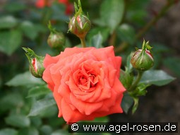 Orange Juwel kaufen, clicken für mehr Details Orange Juwel