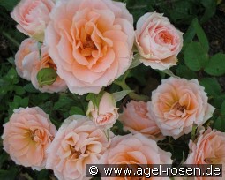 Peach Meillandina kaufen, clicken für mehr Details Peach Meillandina