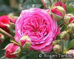 Pink Babyflor kaufen, clicken für mehr Details Pink Babyflor