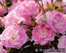 Pinocchio kaufen, clicken für mehr Details Pinocchio